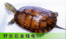  ҰǮ